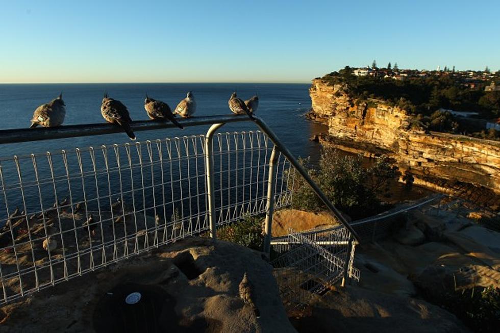 Texting Woman Walks Off Cliff