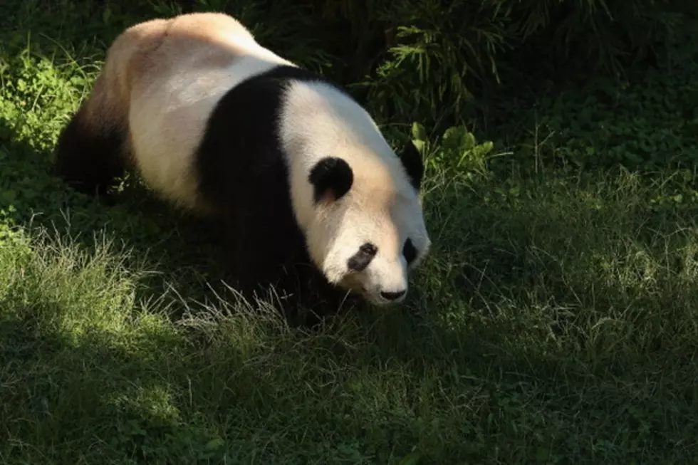 Panda Cub Mysteriously Passes Away at National Zoo