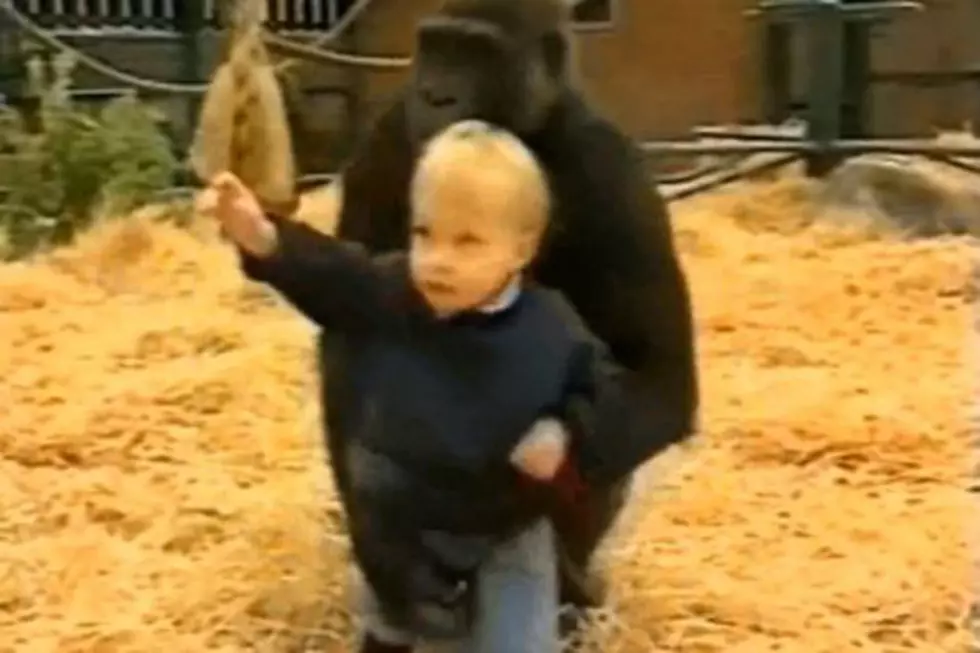Extraordinary Home Video Shows 18-Month Old Girl Playing With Gorillas