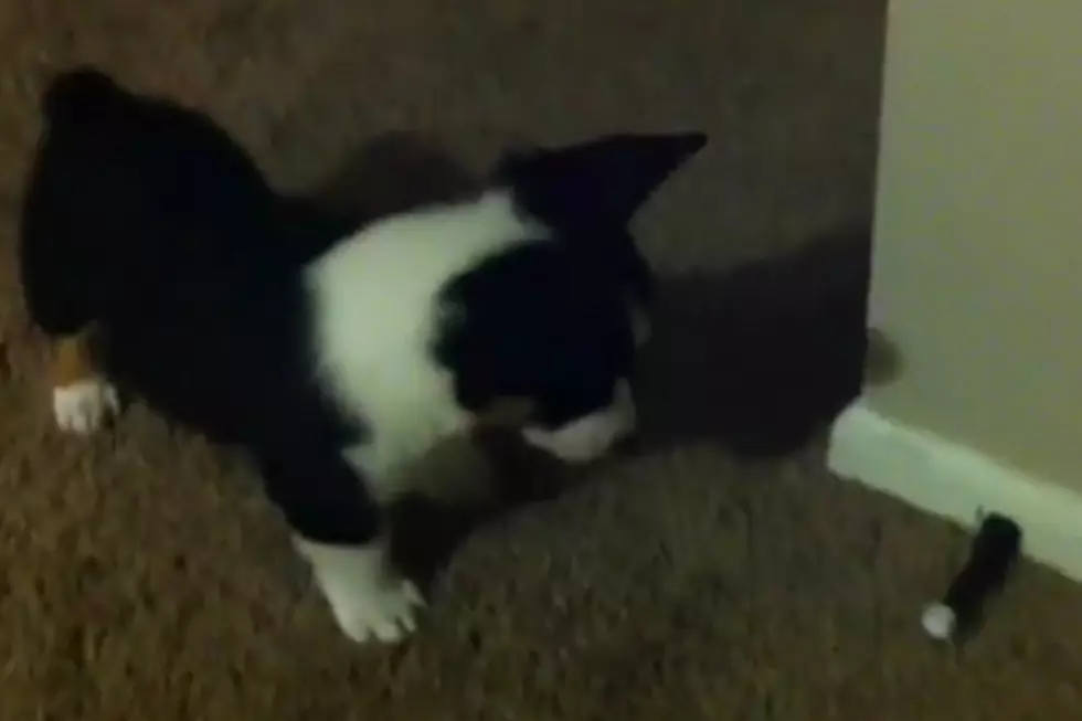 Adorable Corgi Puppy Battles Door Stop