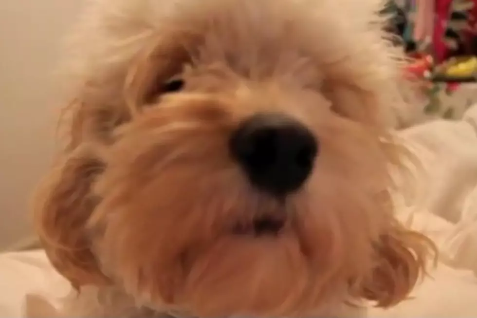 Dog Not a Fan of Owner’s No Scratching Policy [SHAMELESS ANIMAL VIDEO OF THE WEEK]