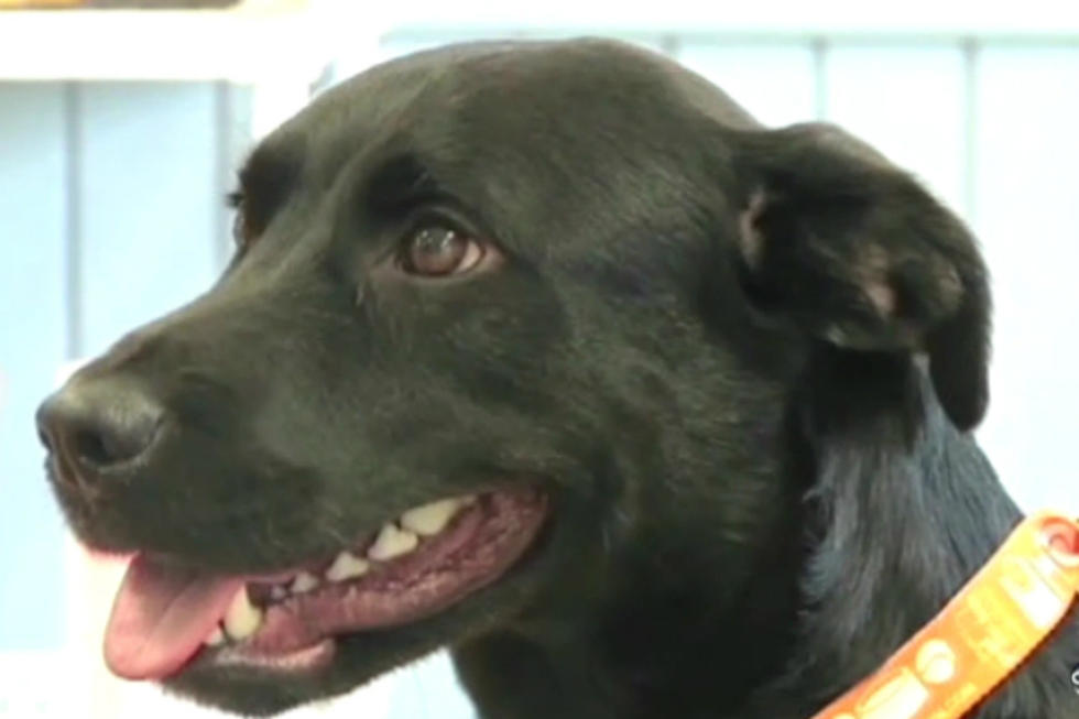 Intrepid Dog Makes 500-Mile Journey to Find Owner