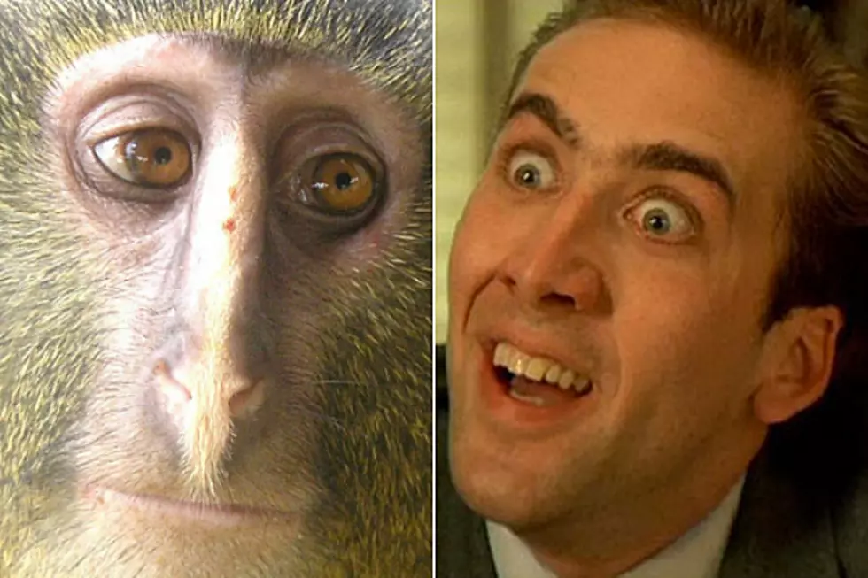Does This Newly-Discovered Monkey Look Like Nicolas Cage?