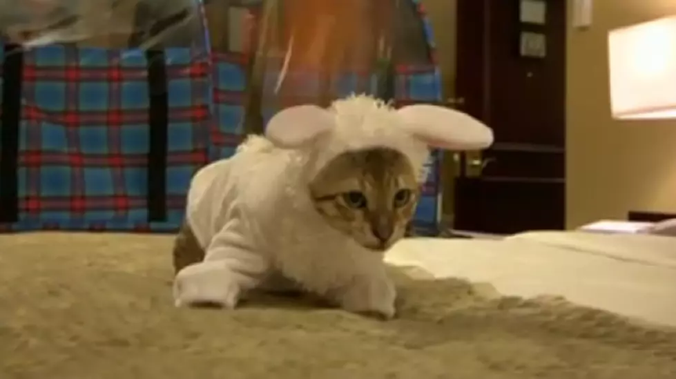 New York City Hotel Hosts Cat Fashion Show