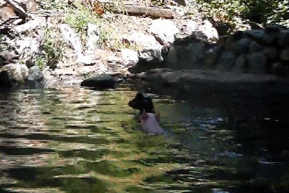 Hero Pig Saves Baby Goat From Drowning