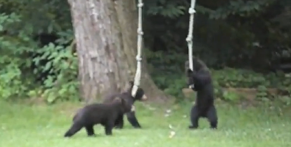 Bear Cubs Play With Rope Swing, Heartstrings