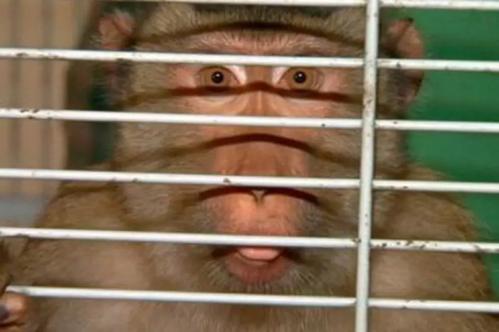 Pet Monkey Terrorizes Florida Neighborhood