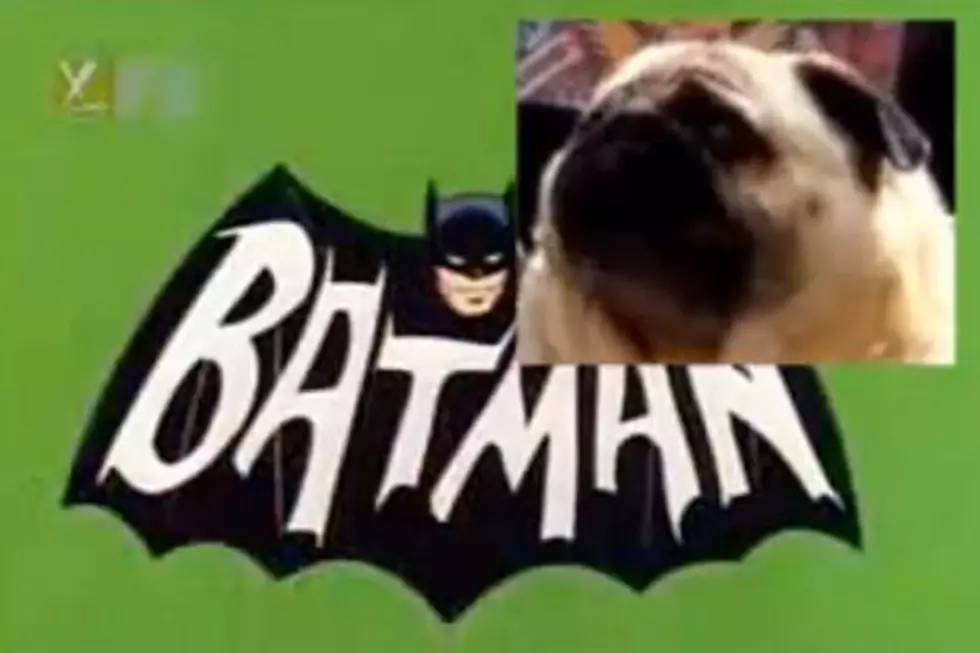 Tiny Pug Sings Batman Theme Song [SHAMELESS ANIMAL VIDEO OF THE WEEK]