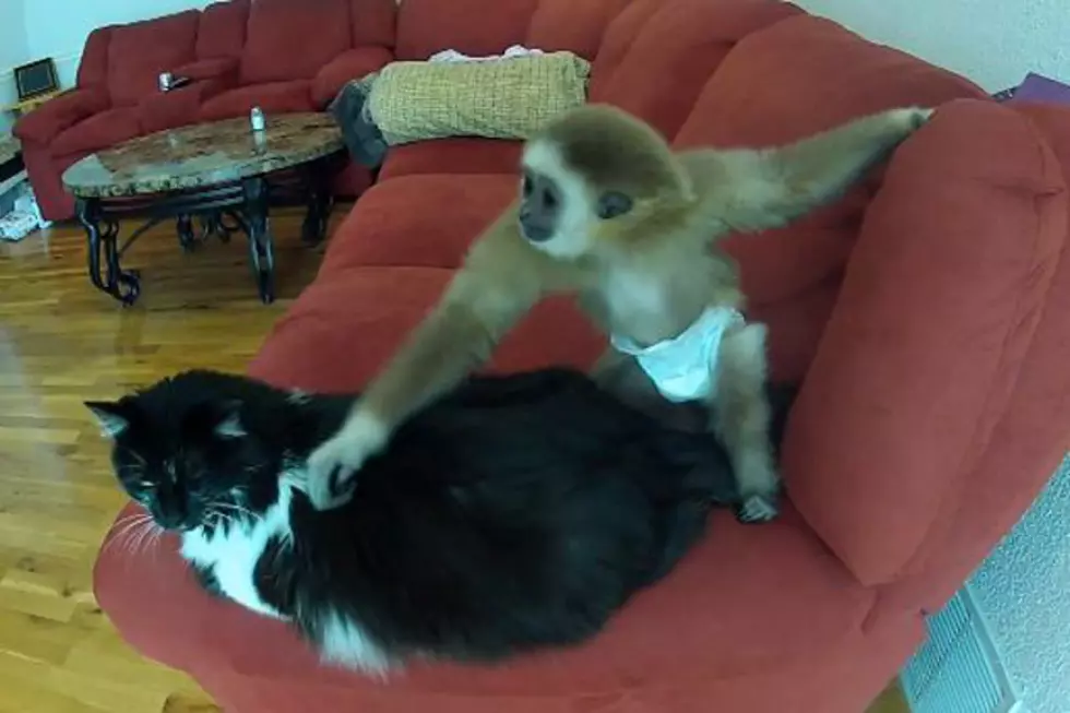 Monkey + Cat = Adorable Playmates