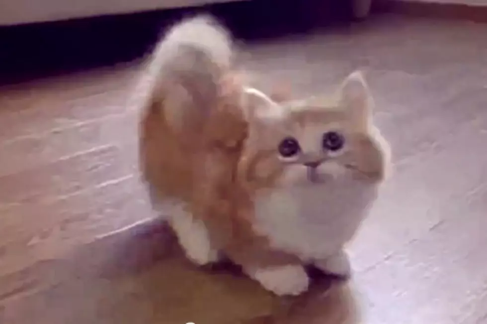Cat Compilation Is the Only Video You’ll Ever Need