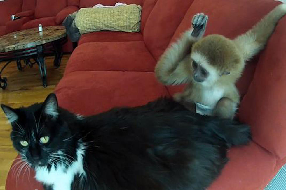 Patient Cat Tolerates Cute Baby Gibbon
