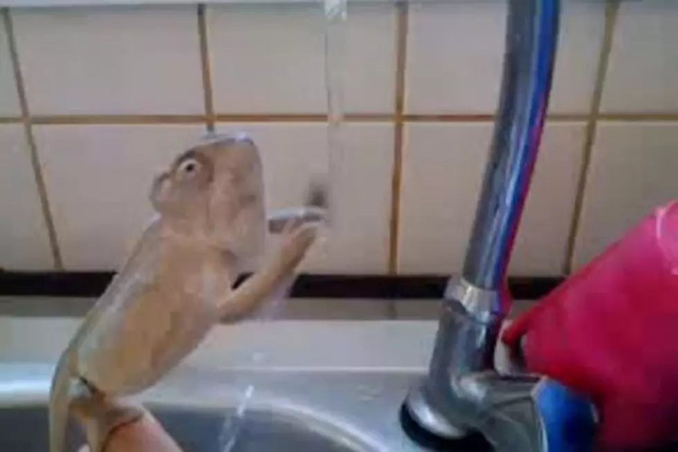 Chameleon Washes Hands In Sink