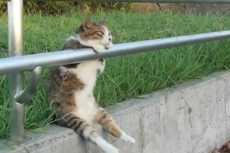 Chill Cat Hangs Out Like a Human