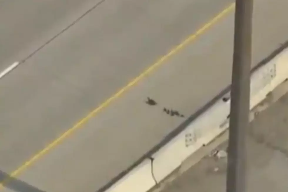 Brave Ducklings Cross Busy Highway