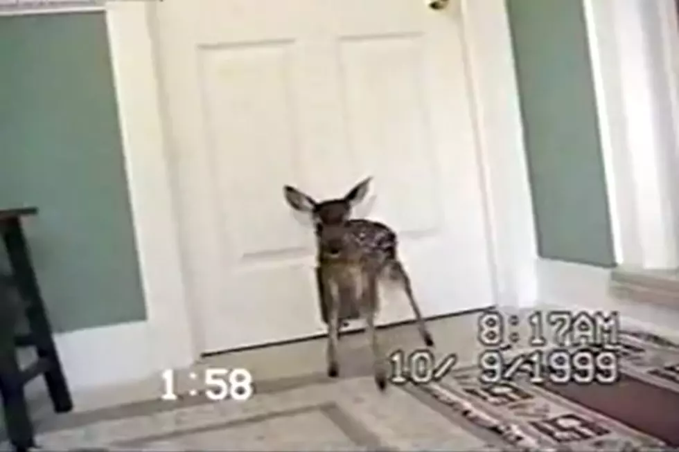 Baby Deer Sneaks Into Home Through Pet Door