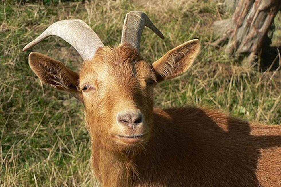 Goats Might Find Work at Chicago Airport