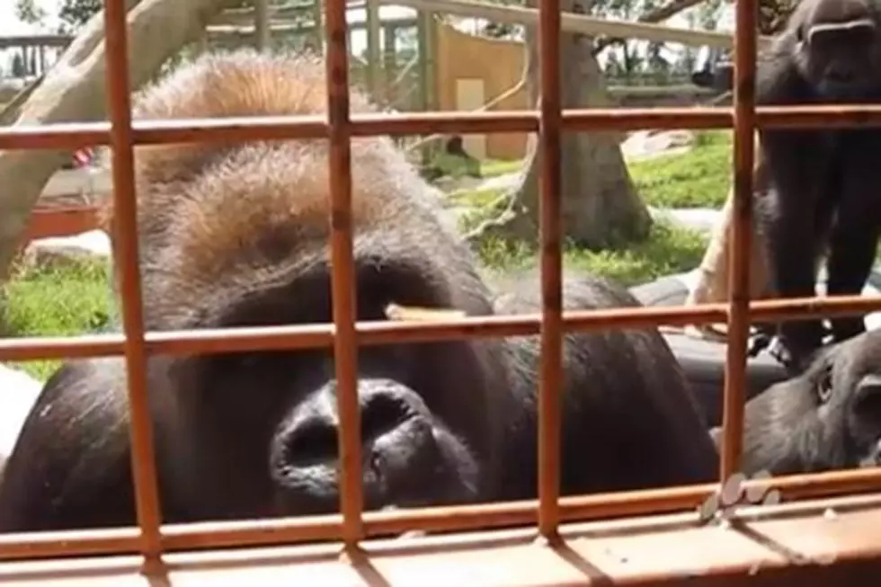 Giant Gorillas Fascinated by Tiny Caterpillar