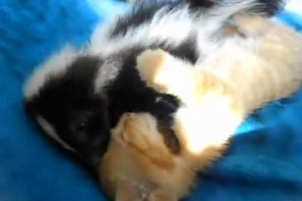 Skunk and Kitten are Adorable Best Friends