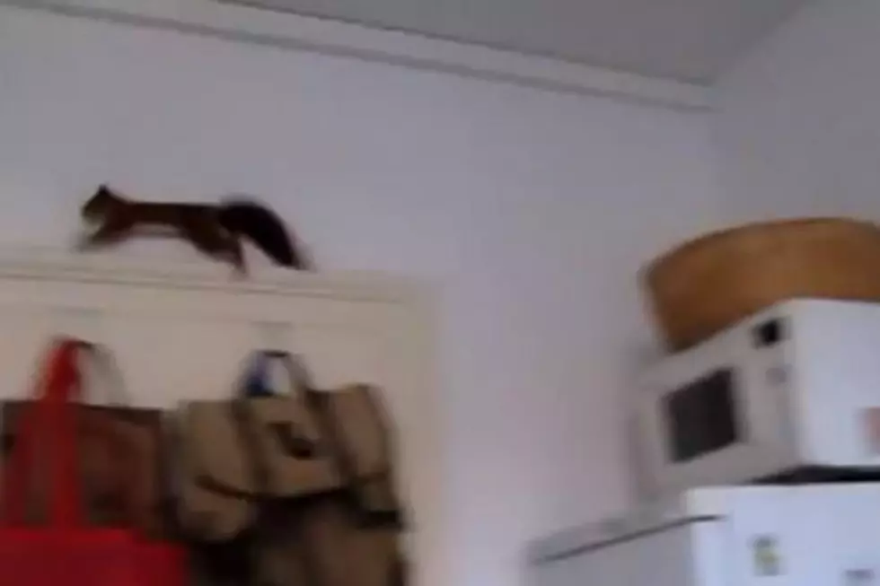 Crazy Squirrel Goes on Kitchen Rampage