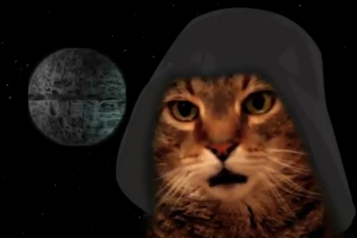 Cat Sings ‘Star Wars’ Theme, Conquers