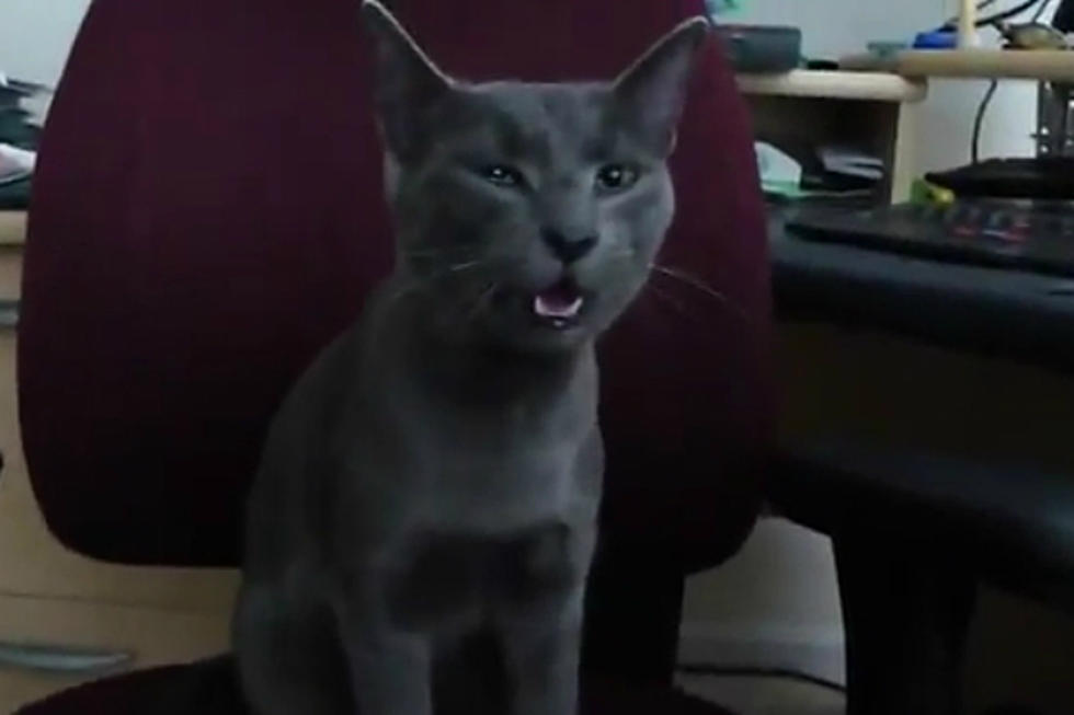 Cats Sneeze Along to Dubstep, Make Dubstep Listenable [SHAMELESS ANIMAL VIDEO OF THE WEEK]