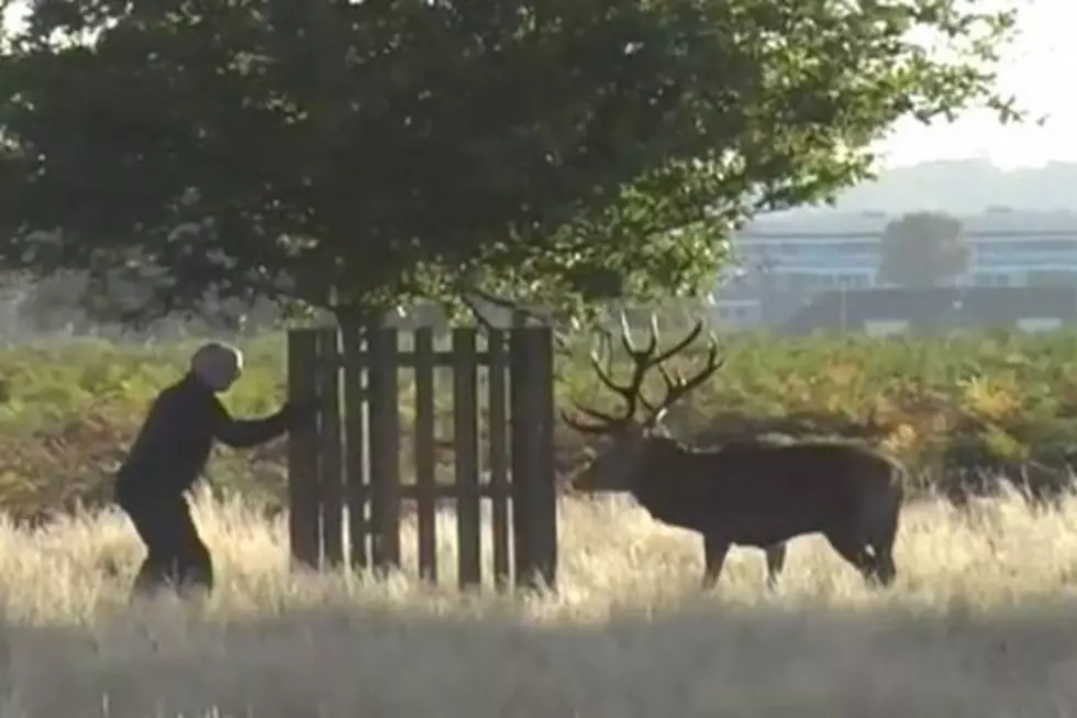 Man Chased Up Tree By Angry Deer