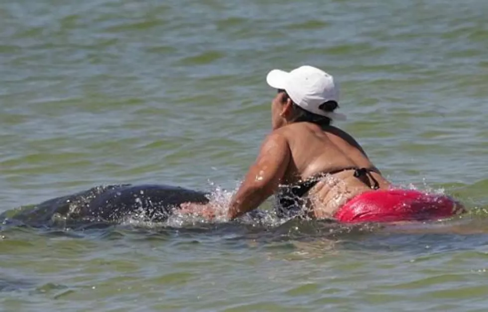 Woman Wanted For Riding Manatee No Longer Terrorizing the Seas