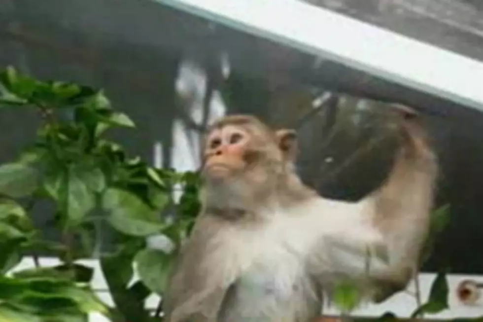 Florida’s ‘Mystery Monkey’ Finally Captured