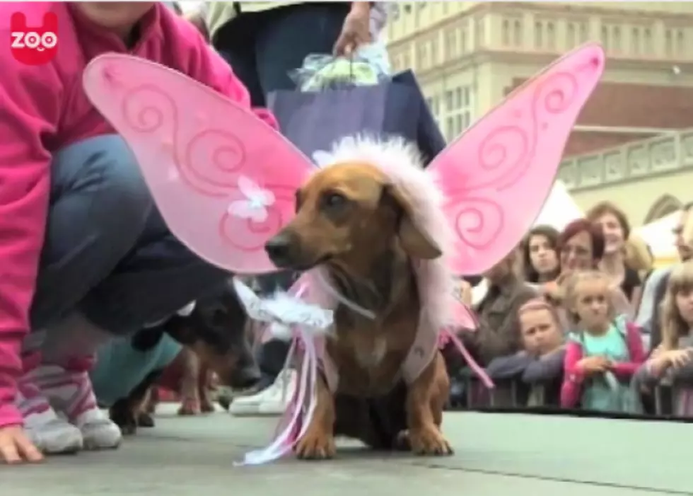 Poland Hosts Hilarious Wiener Dog Parade