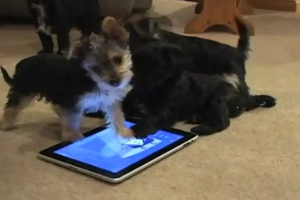 Puppies Make Sweet Music on iPad