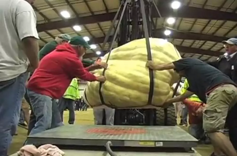 Heaviest Pumpkin Ever Nets Man $15,000