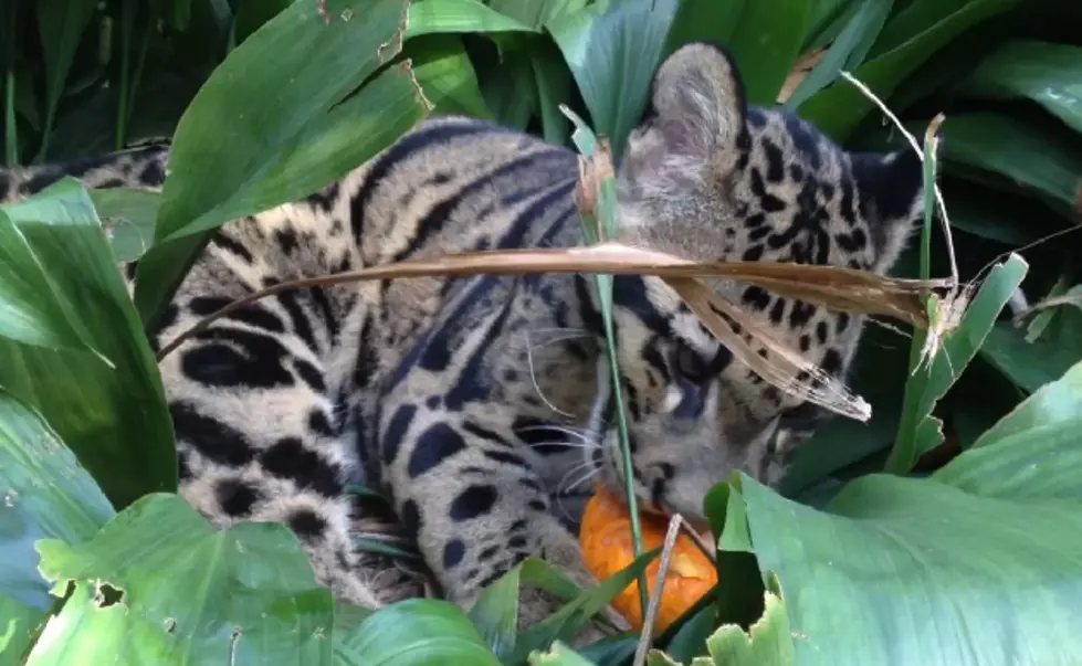 Here’s How A Baby Leopard Carves Pumpkins