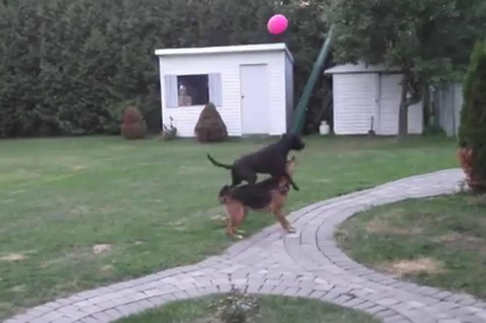 Two Dogs Playing With a Balloon Are Delightful