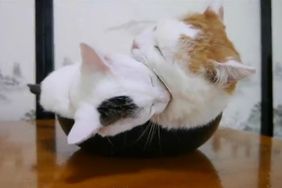 Two Cats in a Frying Pan Will Start Your Day Right