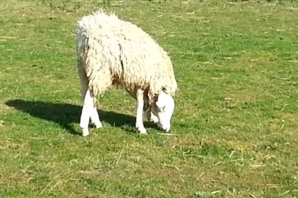 Does This Sheep Have An Upside-Down Head?