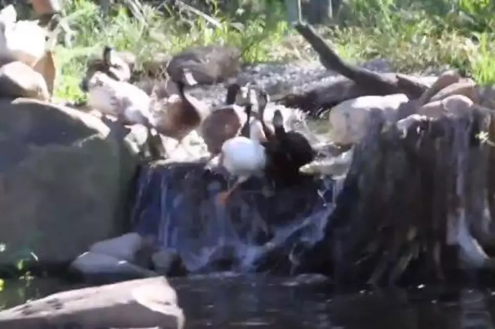 Neglected Ducks See Water for First Time