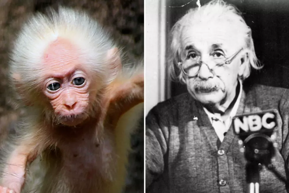 Does This Baby Monkey Look Like Albert Einstein?