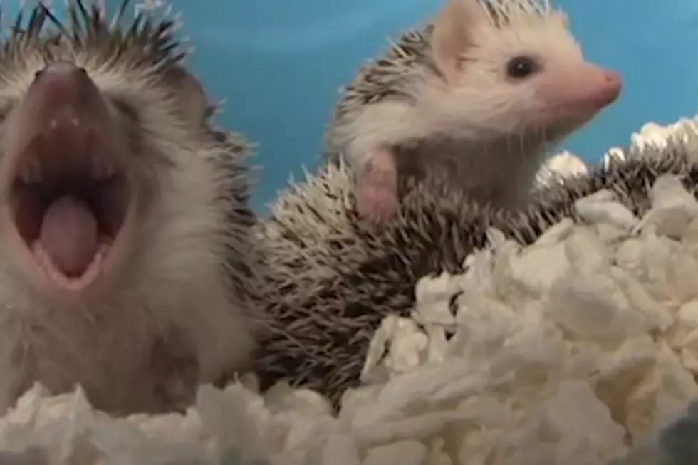 Ze Frank Offers ‘Facts’ About Hedgehogs You Never Knew