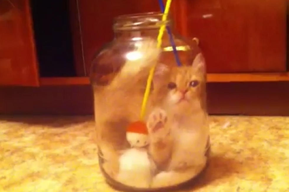 Beat the Monday Blues with a Cat Stuck in a Jar