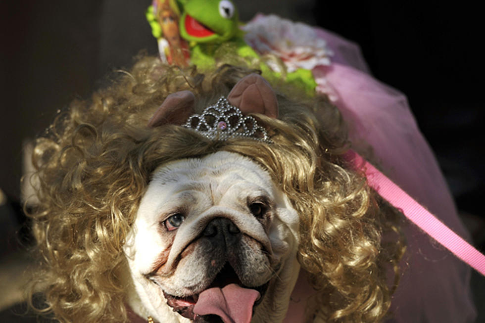 15 Ridiculously Cute Halloween Costumes From the Tompkins Square Dog Parade