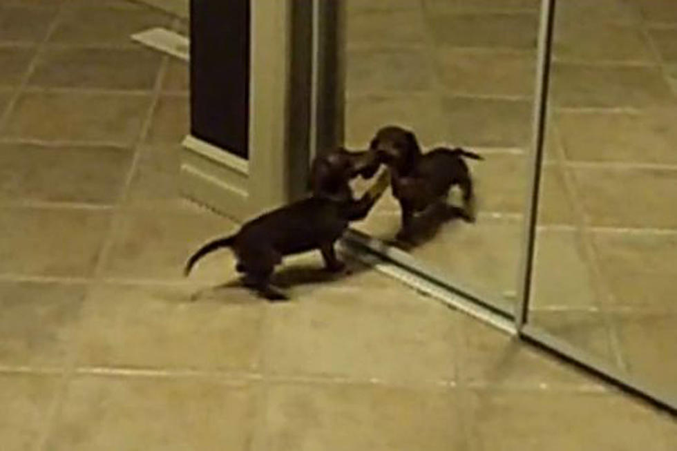 We Dare You to Watch Animals Confused By Mirrors All Day
