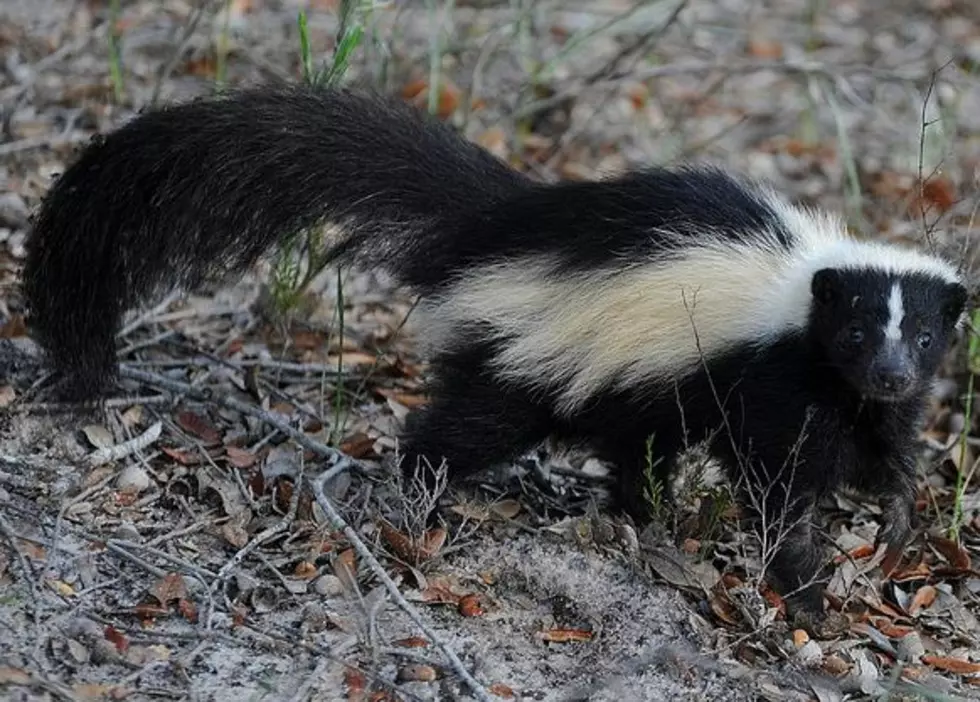 Halloween Costumed Girl Shot By Relative Who Mistook Her For A Skunk