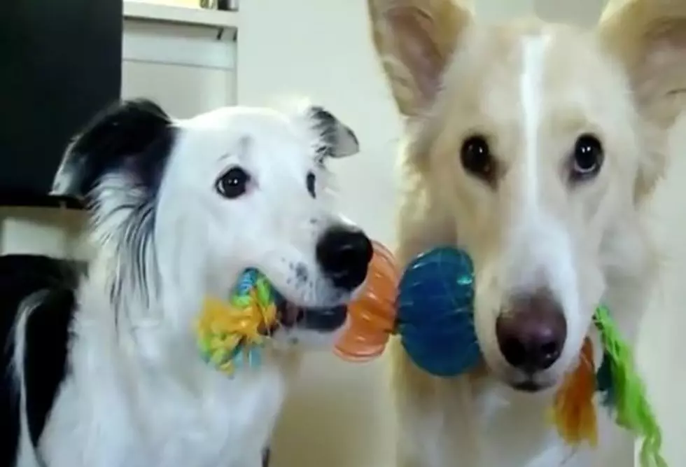 Learn Chemistry With Adorable Dogs [SHAMELESS ANIMAL VIDEO OF THE WEEK]