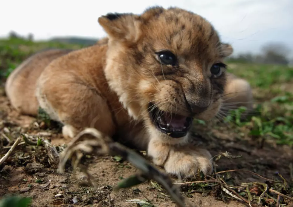 Russian Kids Find Lion Cub, Naturally Bring It to School