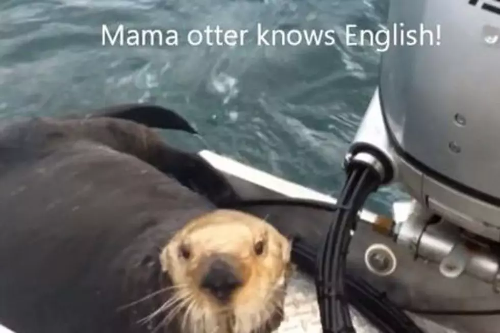 Brave Otter Hops Onto Boat to Escape Killer Whales