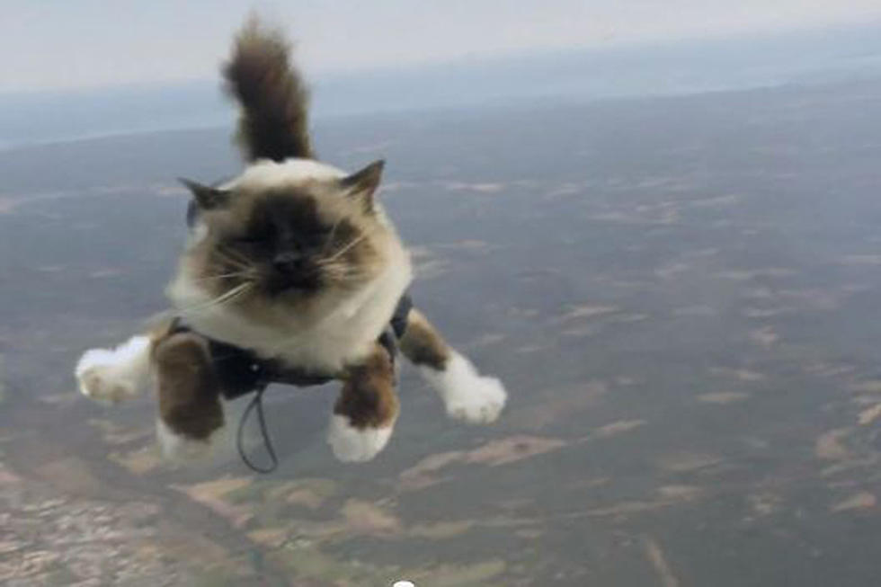 Skydiving Cats
