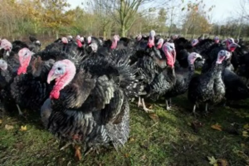 Turkeys Shot on Bradford County, Pennsylvania Farm