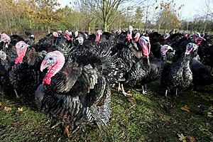 Wild Turkey Season Underway in Maine