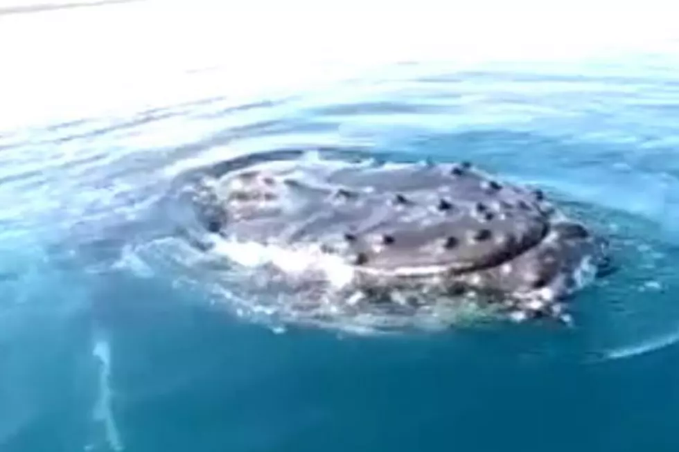 Watch an Intense Close Encounter With Whales