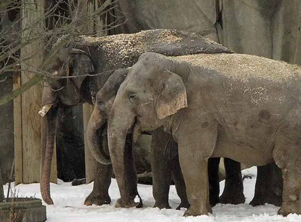 Vodka Saves Elephants From Freezing [VIDEO]